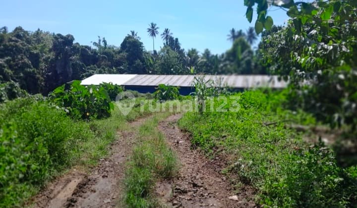 Dijual Cepat Tanah Plus Kandang Ayam Daerah Minut, Harga Sangat Murah