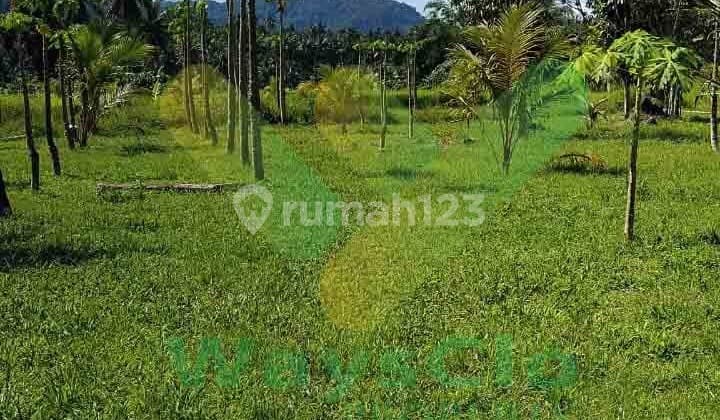 Dijual Cepat Tanah Perkebunan Cantik Daerah Talawaan, Harga Sangat Murah