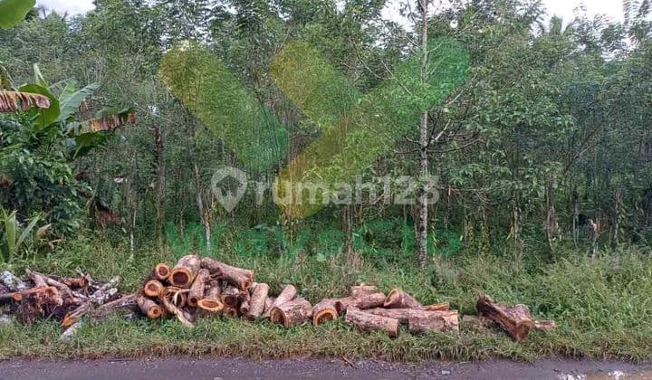 For Sale Fast Leilem Area Vanilla Plantation Land, Very Cheap Price