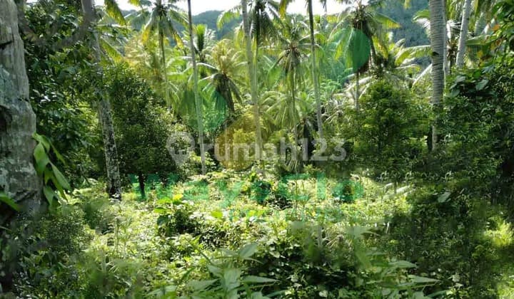 Dijual Cepat Tanah Perkebunan Murah Daerah Likupang, Harga Sangat Murah