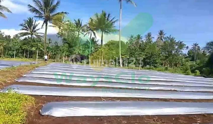 Dijual Cepat Tanah Perkebunan Menarik Daerah Dimembe, Harga Sangat Murah