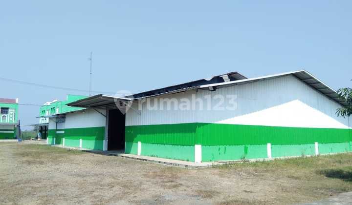 Kandang Sapi Di Majasari Palasah Majalengka