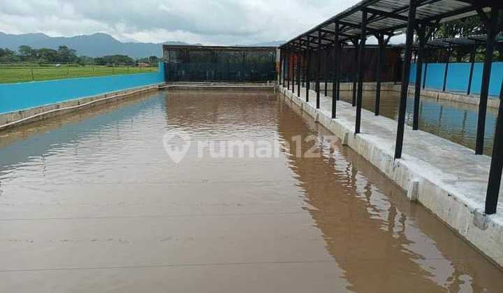 Tempat Pemancingan Di Kuningan View Sawah Dan Gunung
