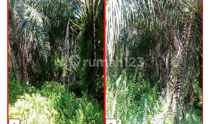 Oil Palm Plantation in Pali, South Sumatra