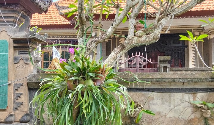Rumah Luas. Disewakan Murah.di. Nusa. Dua