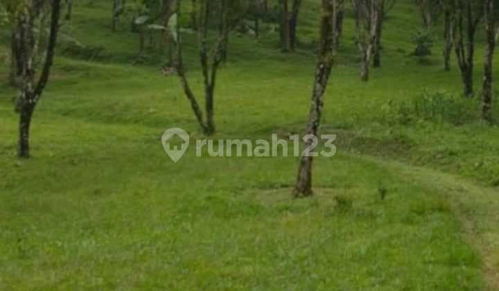 Tanah Datar Ciater Ada Mata Air Agrowisata Tingkat 1