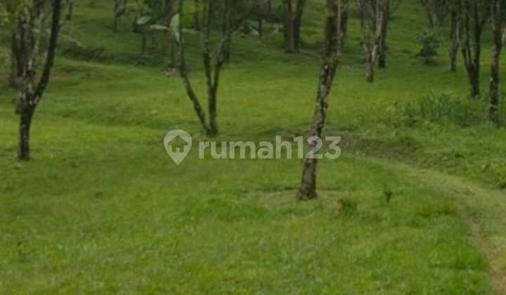 Tanah Datar Ciater Ada Mata Air Agrowisata Tingkat 1