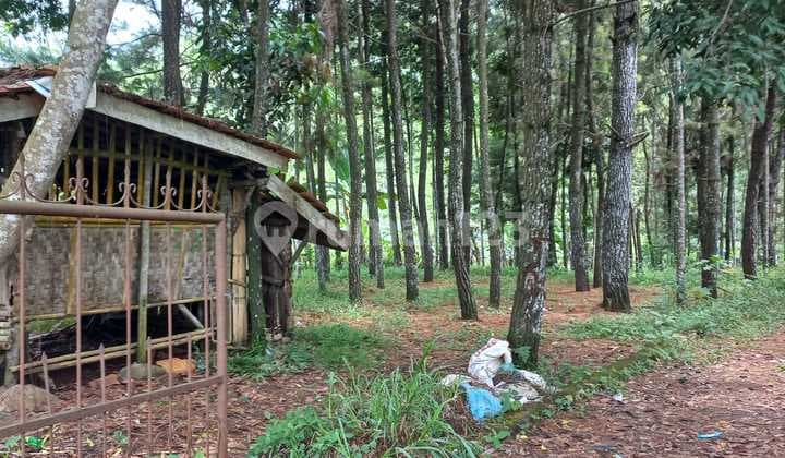 Kavling dekat jalan raya panca