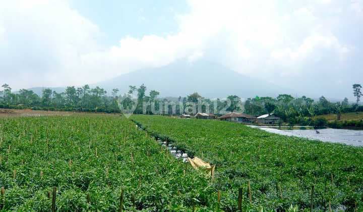 Tanah Pertanian SHM Akses Mobil Luas 6 Hektar di Gegbrong Cianjur Jawa Barat