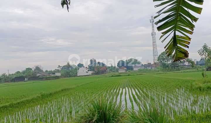 Tanah Sawah Dijual Masih Ditanami Padi Air Melimpah Jalan Sidomoyo Godean