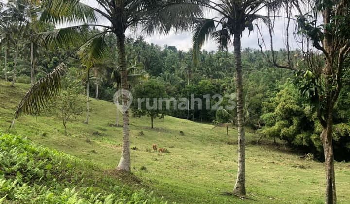 L-1088 Scenic 2.4 Hectare Land For Sale Near Balian Beach