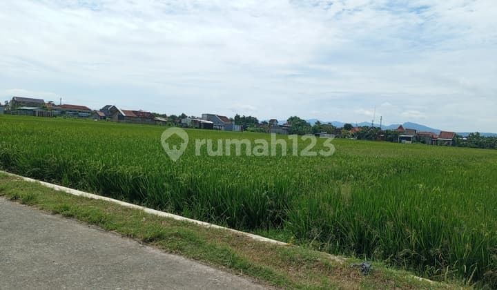 Tanah Sawah Zona Kuning