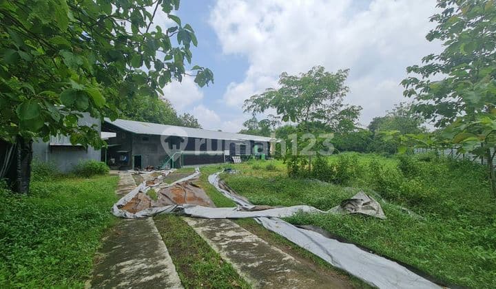 For sale: active chicken coop in Plesungan, Mojosongo, Solo.