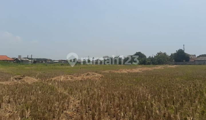 Tanah Sawah Di Pasilian,kronjo-Lokasi 50 Meter Dari Jl.raya Kronjo Dekat Kantor Pos & Samsat Kronjo
