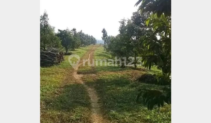 Dijual Tanah Perkebunan Produktif 130 Ha di Ciemas Sukabumi - Siap Panen & Cocok untuk Investasi Agrowisata! (022)