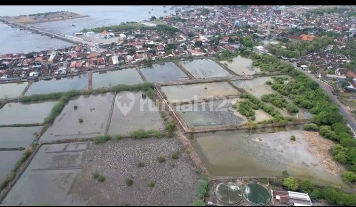 Kavling Tambak.murah Panarukan Situbondo Raya Nol.provinsi Dekat Laut Siap.panen