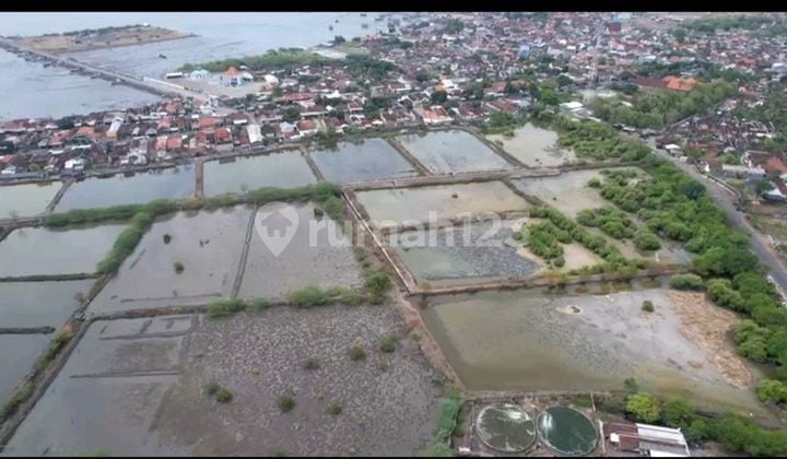 Kavling Tambak.murah Panarukan Situbondo Raya Nol.provinsi Dekat Laut Siap.panen
