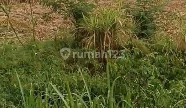 Production Land. Kemlangi Main Road, Mojokerto. Production Land. Kemlangi Main Road, Mojokerto.