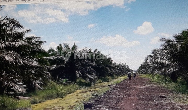 PT ALAMSARI LESTARI DILELANG