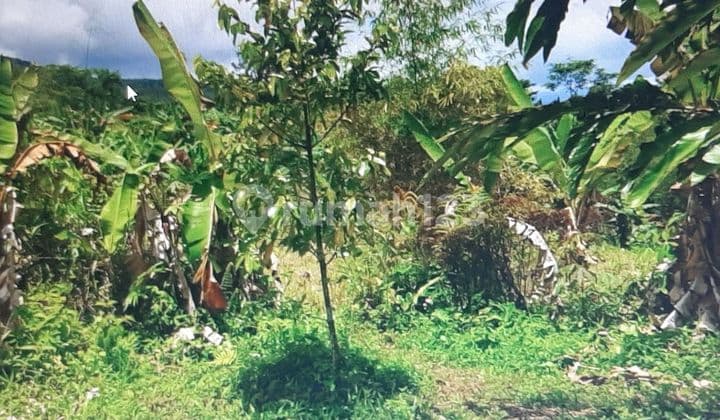 Tanah kosong satu hamparan