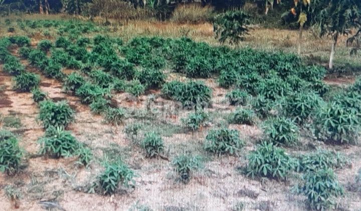 Tanah kosong satu hamparan