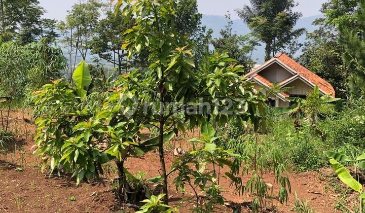 Tanah Murah Cocok Untuk Investasi Jangka Panjang di Sukaresmi