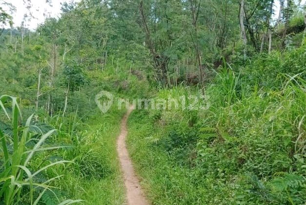 Dijual Cepat Tanah 8.000 M2, Harga Murah 100 Ribu/ M2, Lokasi Strategis Di Buleleng - Bali