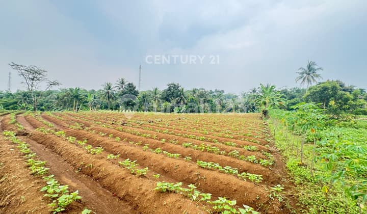 Tanah Luas Strategis di Kp Kondang Bojong Jengkol Ciampea Bogor