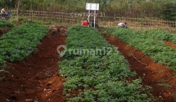 Kavling Dekat Perumahan di Jl Prasaja Tajur Halang Bogor