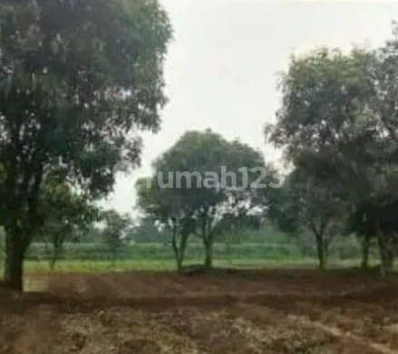 Kavling Luas di Jl Desa Kebon Jeruk Cibuntu Ciampea Bogor