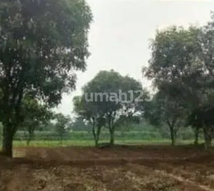 Kavling Luas di Jl Desa Kebon Jeruk Cibuntu Ciampea Bogor