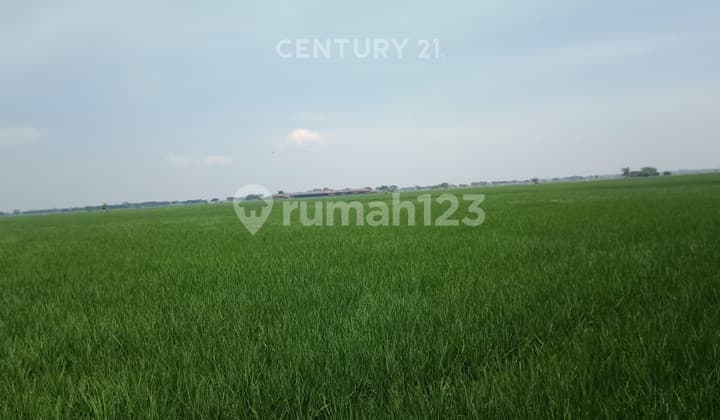Tanah Luas Cocok untuk Sawah di Desa Pebayuran Bekasi