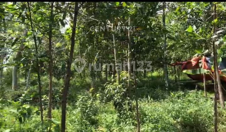 Land in Kel Tanjungsari Cariu Jonggol Bogor