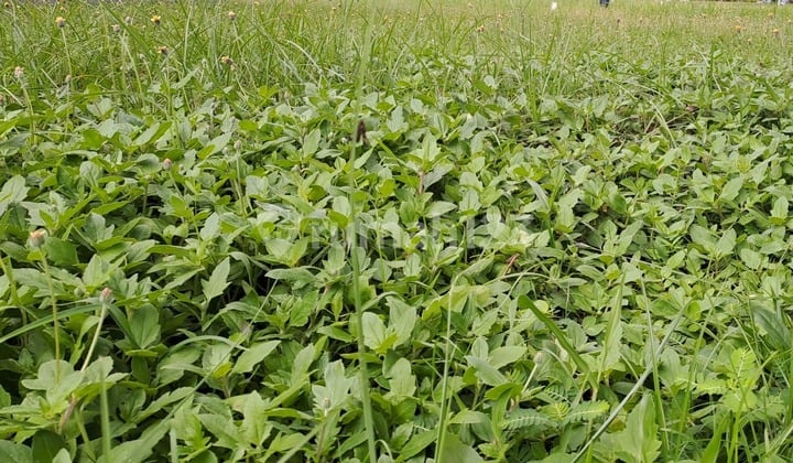 Tanah, Resto & Villa Murah Tempat Wisata Cimory Pandaan Pasuruan. Tanah, Resto & Villa Murah Tempat Wisata Cimory Pandaan Pasuruan.