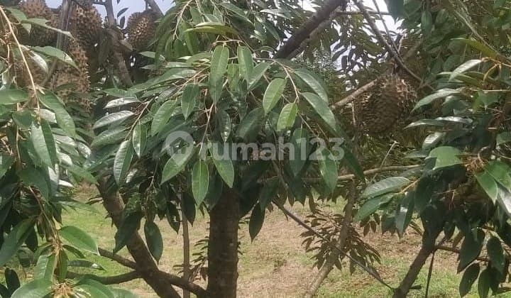 Dijual Kebun Durian Pekalongan,shm Sudah 2 Kali Panen