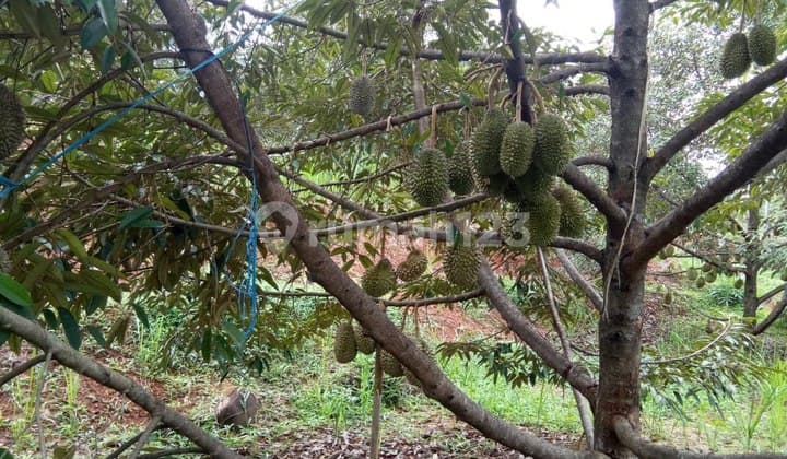 Jual Kebun Durian Bawor SHM Rutin Berbuah di Pekalongan