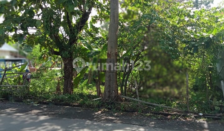 Dijual Tanah Jl. Raya Kyai Singkil , Bintoro , Demak Dijual Tanah Jl. Raya Kyai Singkil , Bintoro , Demak