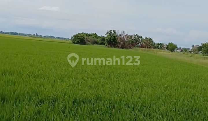 Tanah Wedung Demak