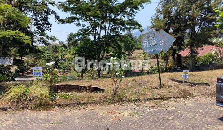 TANAH HORTENSIA DI DAERAH DAYUREJO PRIGEN