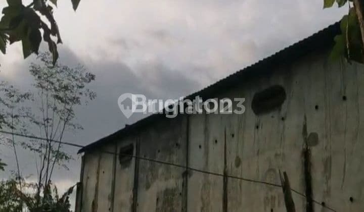 RUMAH BURUNG WALET DI BANGSALSARI JEMBER