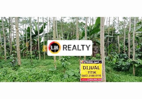 Kavling di Limbangan Kendal Jawa Tengah