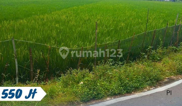 Sawah Dekat Ring Road Jaten