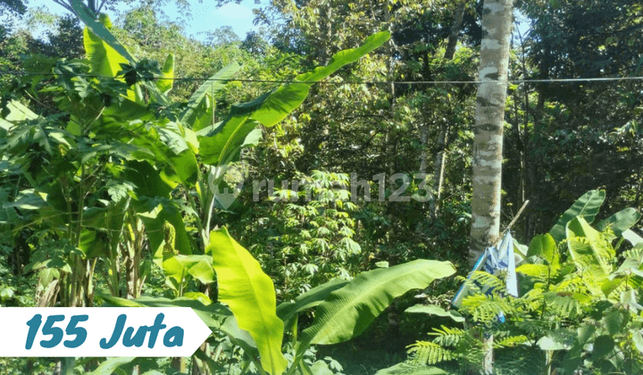 WideAccess Durian Orchard Karangpandan