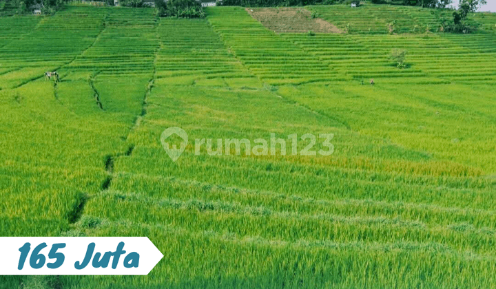 Pekarangan Pemandangan Bagus Karangpandan