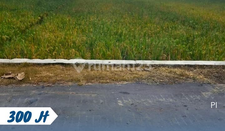 Cheap Productive Rice Field Kebakkramat