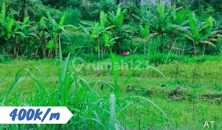 Sawah Hook Ngargoyoso Karanganyar