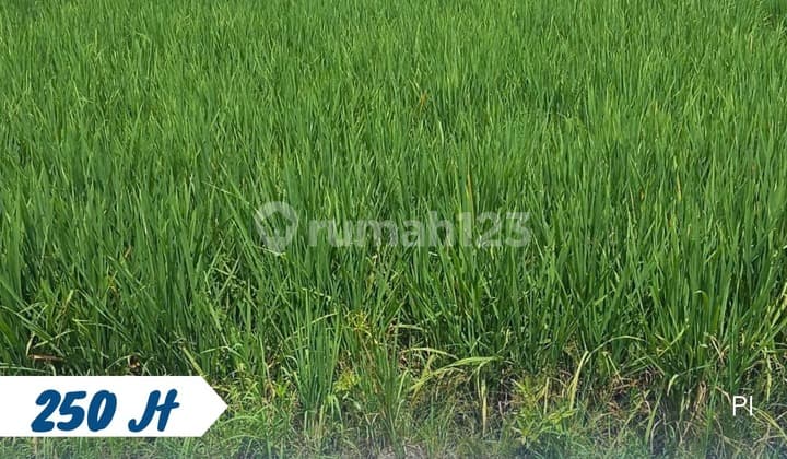 Cheap Rice Field Kebakkramat 250 Million