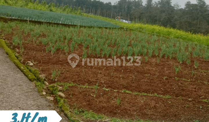 Blumbang Tawangmangu Land