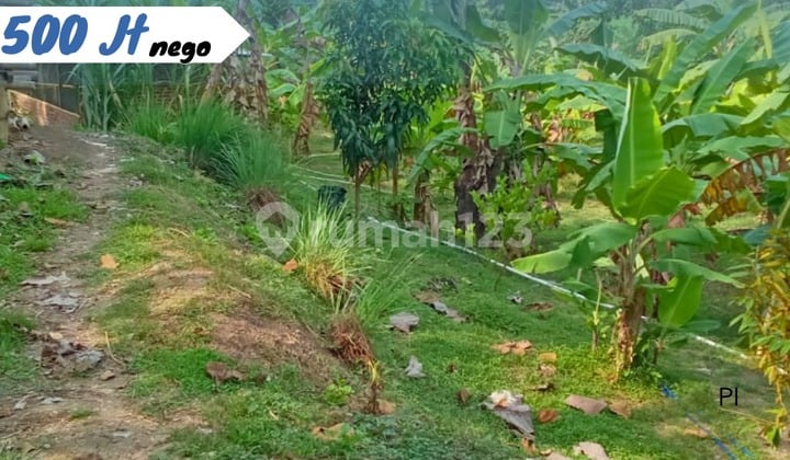 Perkebunan Buah Aktif Kebakkramat Murah