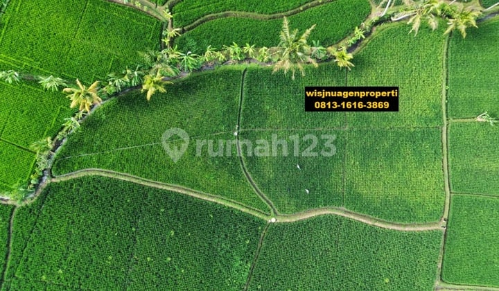 Sawah Produktif di Dekat Kantor Desa Selajambe Sukalu Cianjur